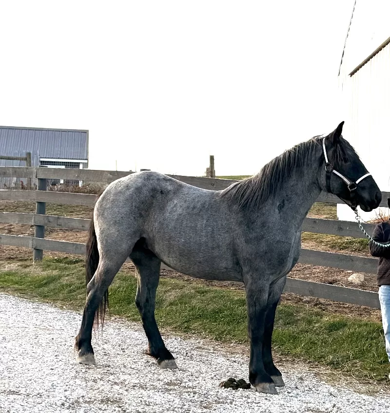 2023 LAR Blue Angel Bonnie (homozygous blue roan)
