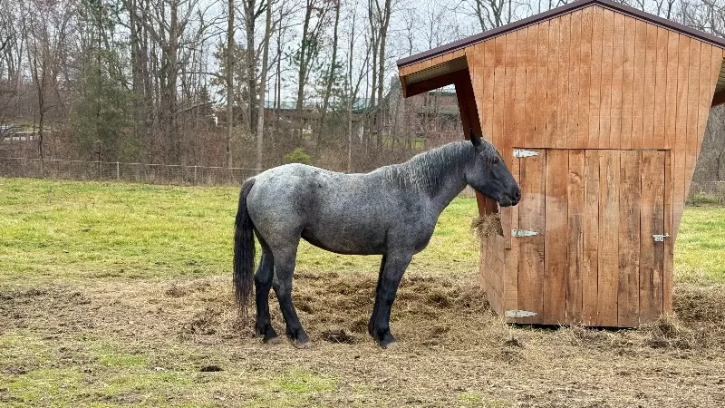 2023 LAR Blue Angel Bonnie (homozygous blue roan)