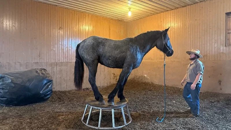 2023 LAR Blue Angel Bonnie (homozygous blue roan)