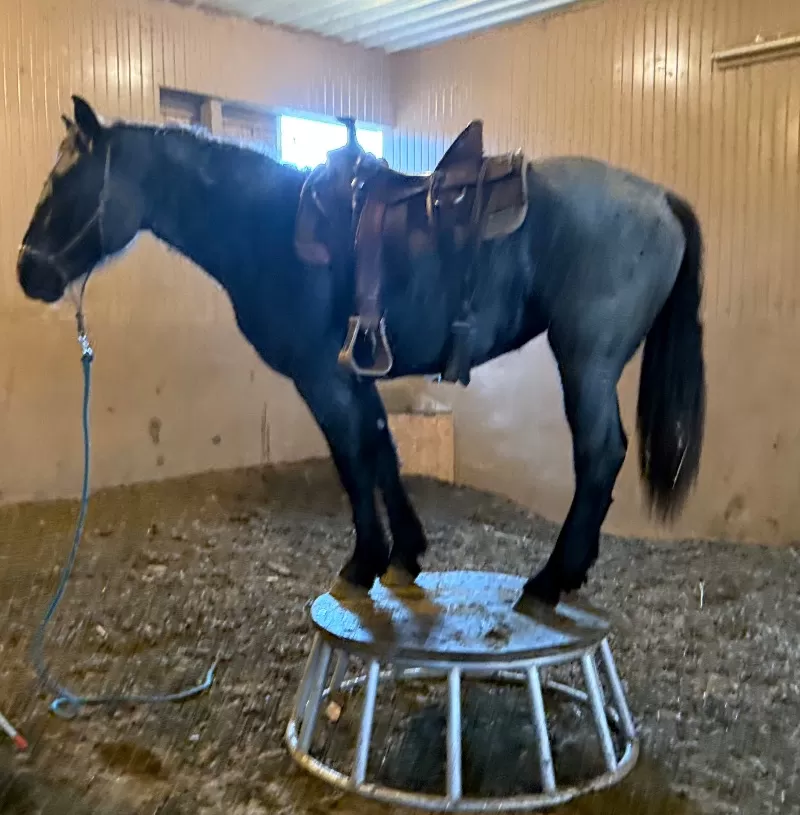 2023 LAR Blue Angel Bonnie (homozygous blue roan)