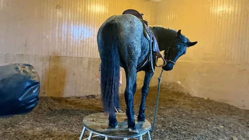 2023 LAR Blue Angel Bonnie (homozygous blue roan)