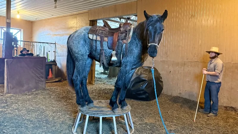 2023 LAR Blue Angel Bonnie (homozygous blue roan)