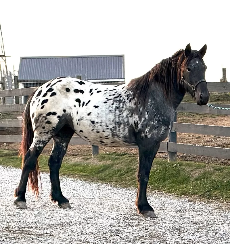 Jonaschs Angelina of LAR