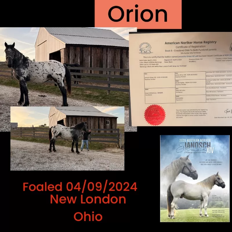 Janoschs Orion of LAR