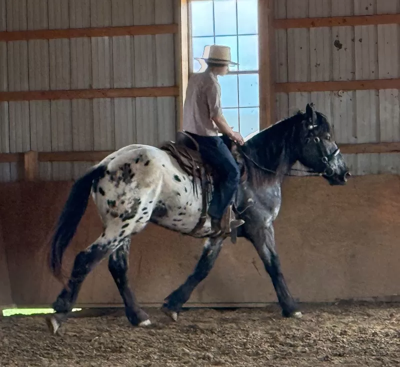 Janoschs Orion of LAR