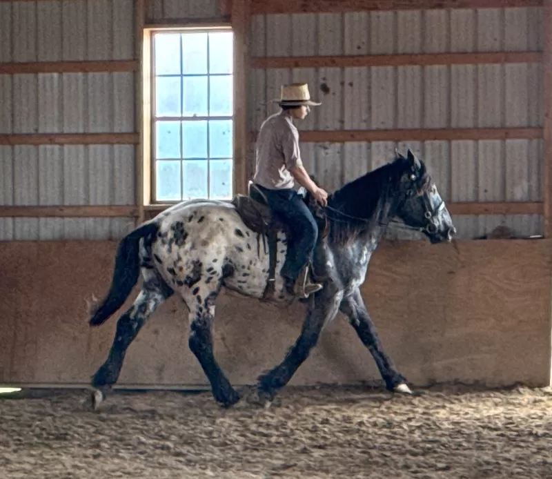 Janoschs Orion of LAR