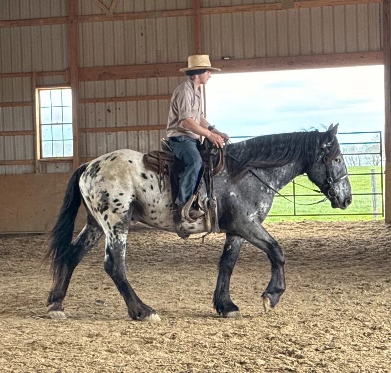 Janoschs Orion of LAR