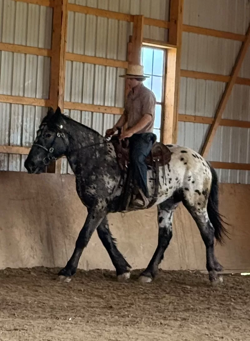 Janoschs Orion of LAR