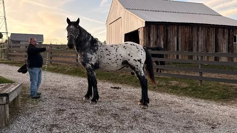 Janoschs Orion of LAR