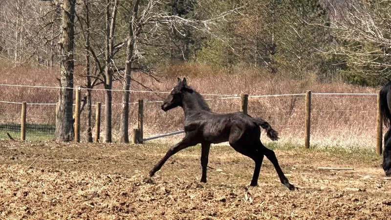 Foal Name: Galaxys Moonpie Max of LAR