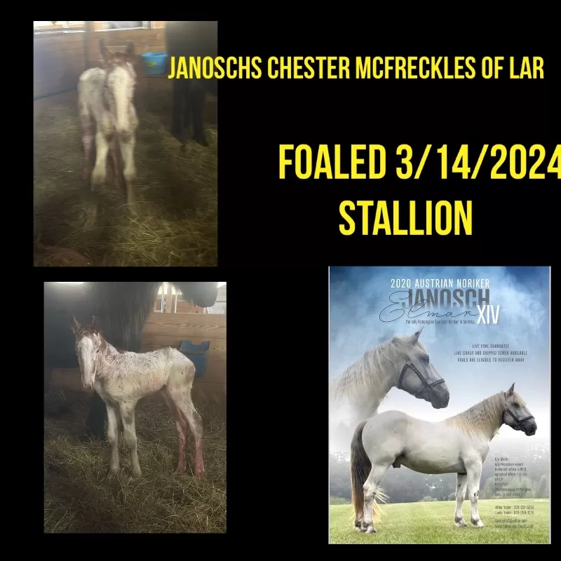 Foal Name: Janoschs Chester McFreckles of LAR