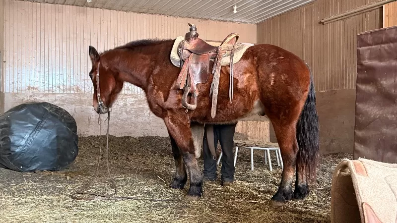 Nerdy Nick 2008 Belgian/Quarter Horse gelding