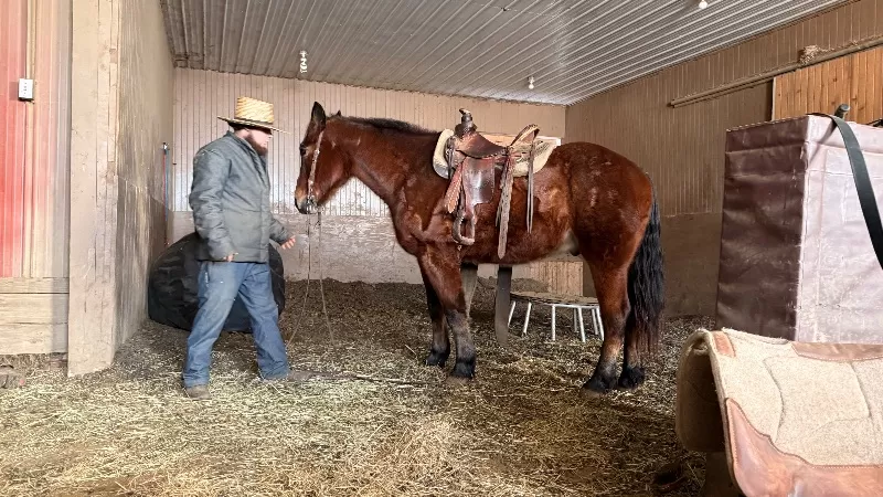 Nerdy Nick 2008 Belgian/Quarter Horse gelding