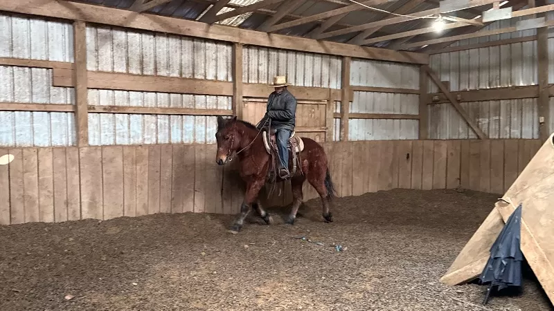 Nerdy Nick 2008 Belgian/Quarter Horse gelding