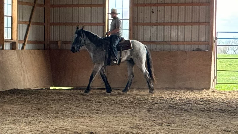 Foal Name: Bougie Blue