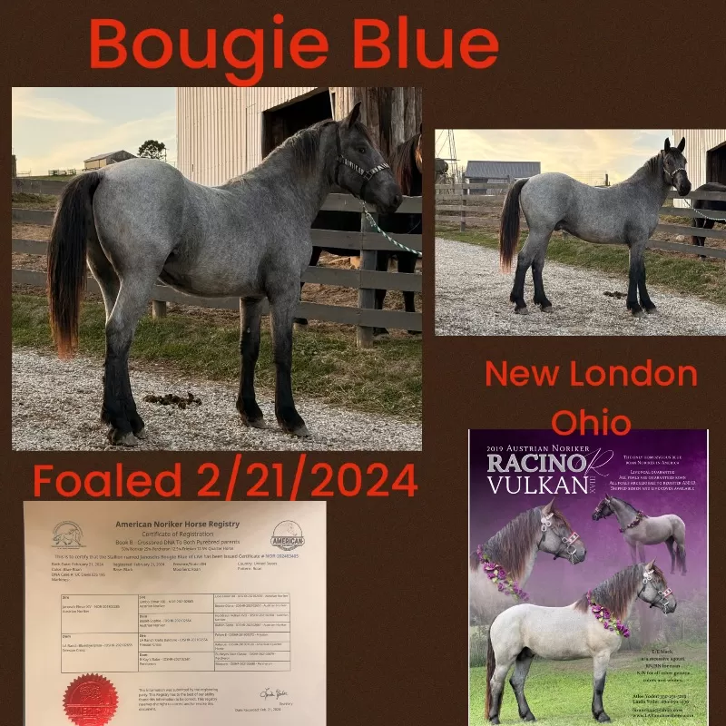 Bougie Blue