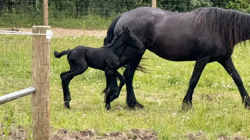 Racino and Rockalena filly born 6/4/2025