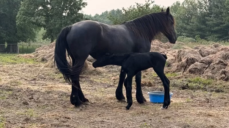 Racino and Rockalena filly born 6/4/2025