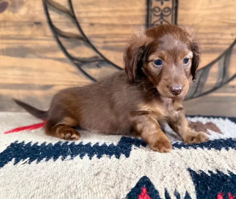 Dachshund Puppy Peggy