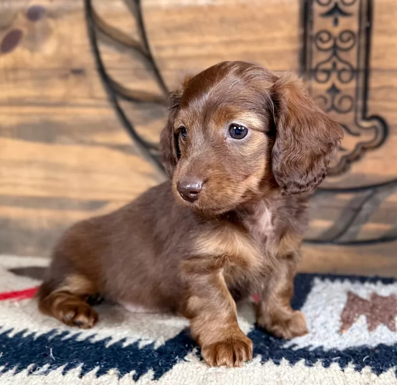 Dachshund Puppy Peggy
