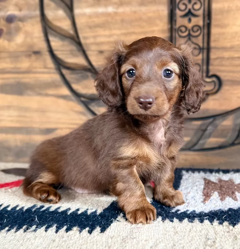 Dachshund Puppy Peggy