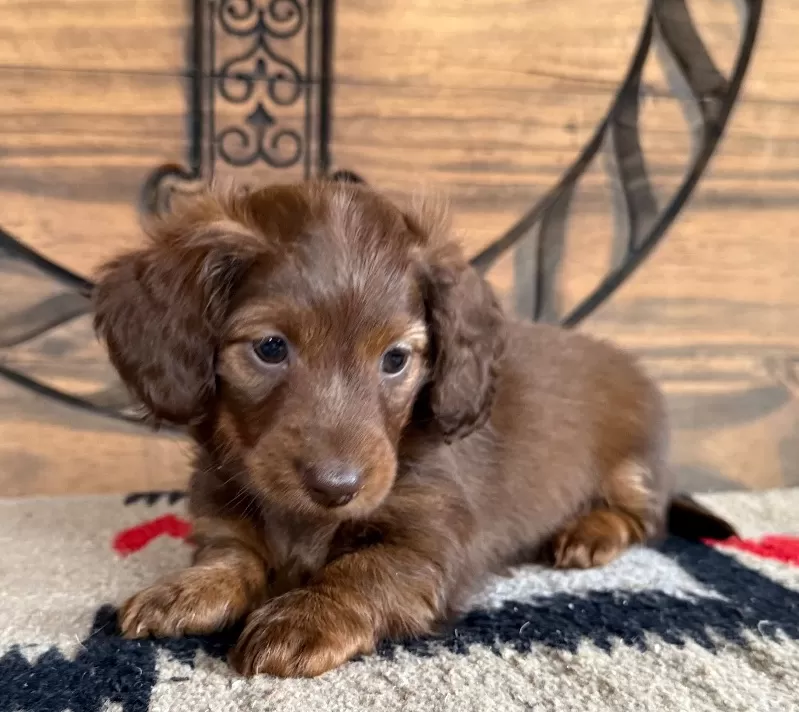 Dachshund Puppy Peggy