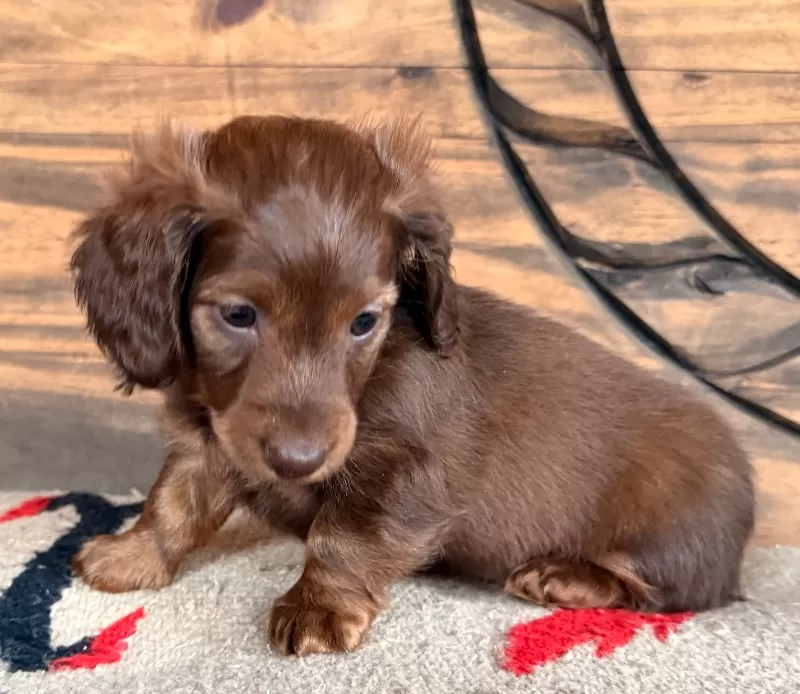 Dachshund Puppy Peggy