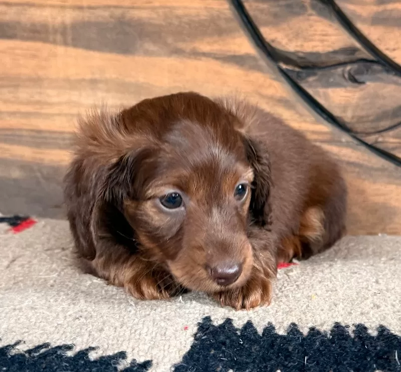 Dachshund Puppy Peggy
