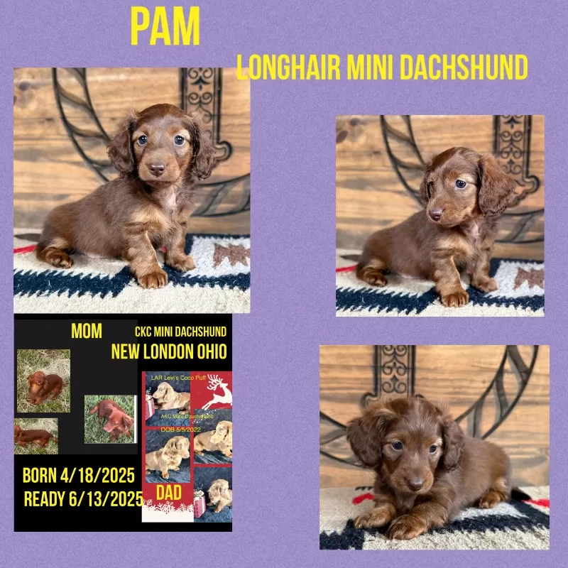 Dachshund Puppy Peggy