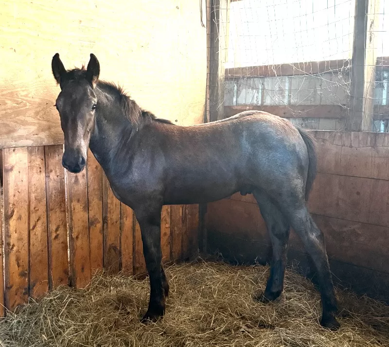 SOLD! Frank Fools Around