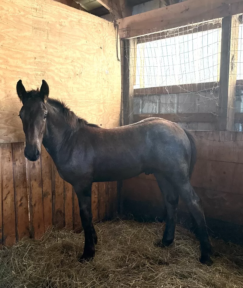 SOLD! Frank Fools Around