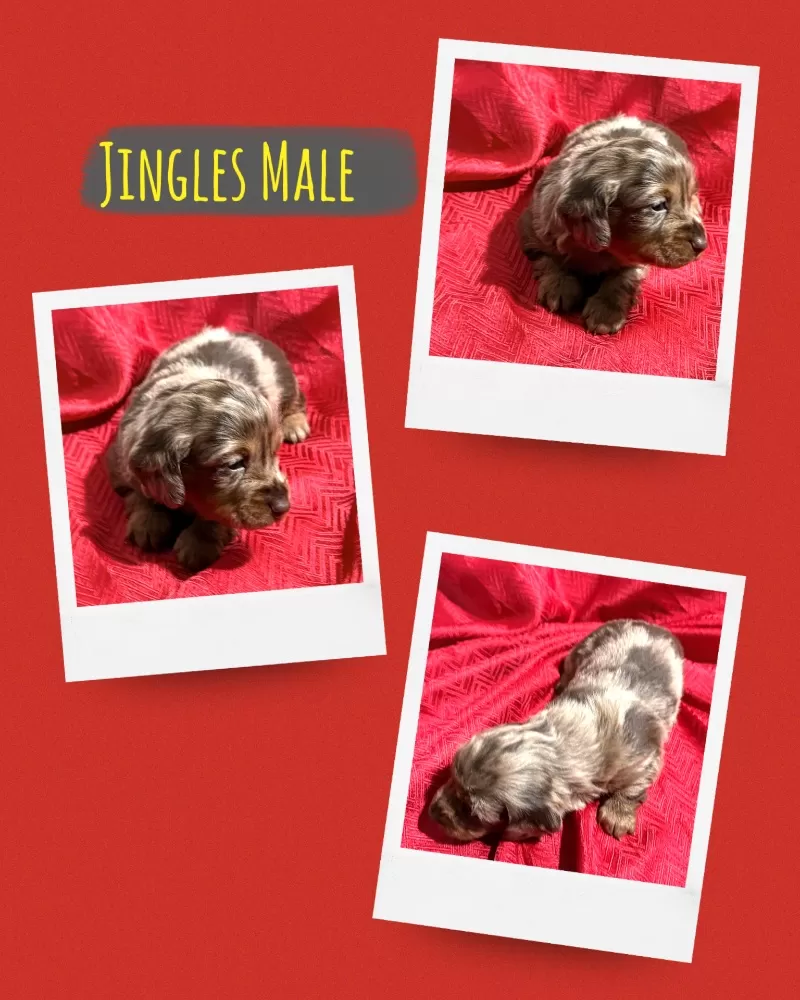 Jingles