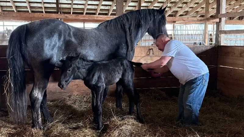 Foal Name: Racinos Lester Loubaton