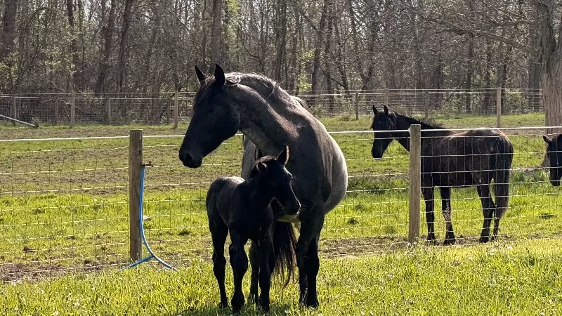 Racinos Lester Loubaton