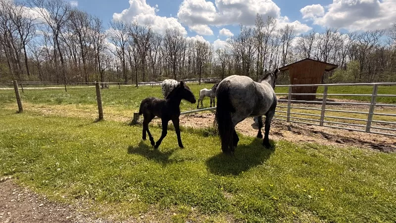 Racinos Lester Loubaton