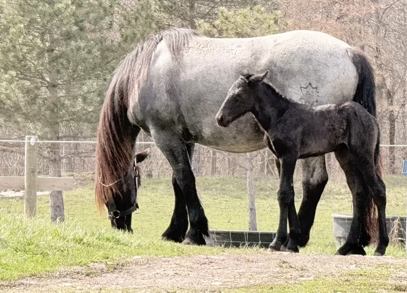 Foal Name: Racinos Jana Purebred Noriker Filly