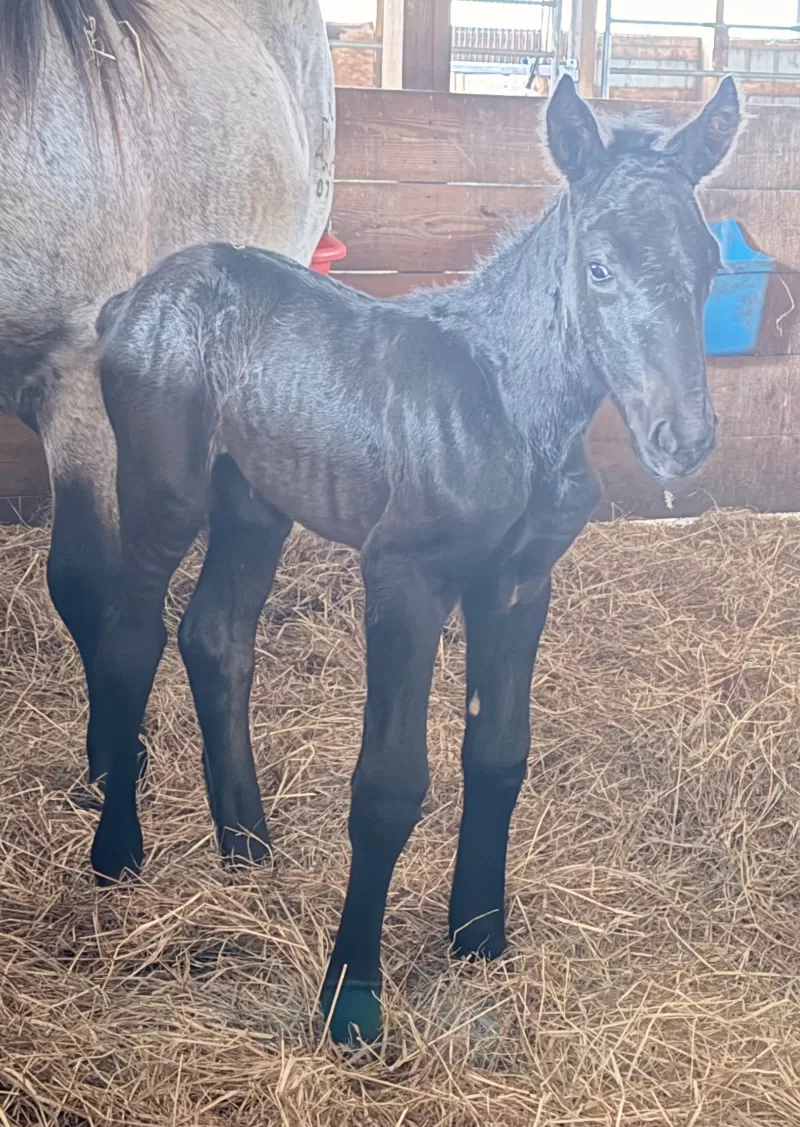 Racinos Jana Purebred Noriker Filly
