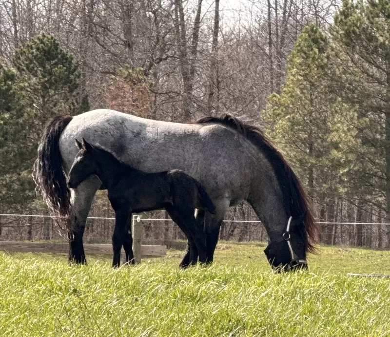 Racinos Jana Purebred Noriker Filly