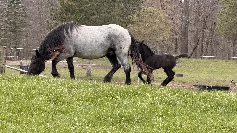 Racinos Jana Purebred Noriker Filly