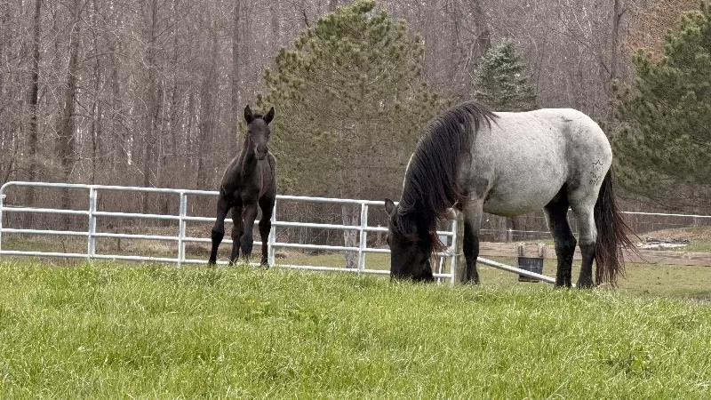 Racinos Jana Purebred Noriker Filly