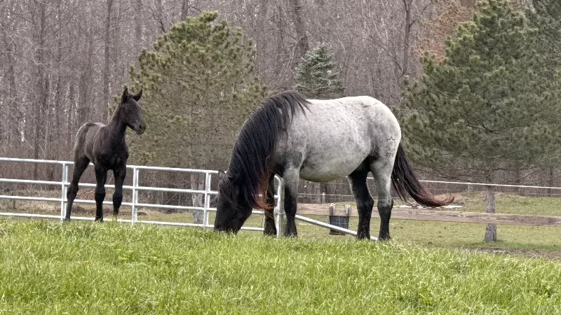 Racinos Jana Purebred Noriker Filly