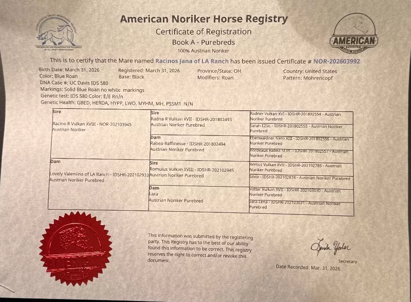 Racinos Jana Purebred Noriker Filly