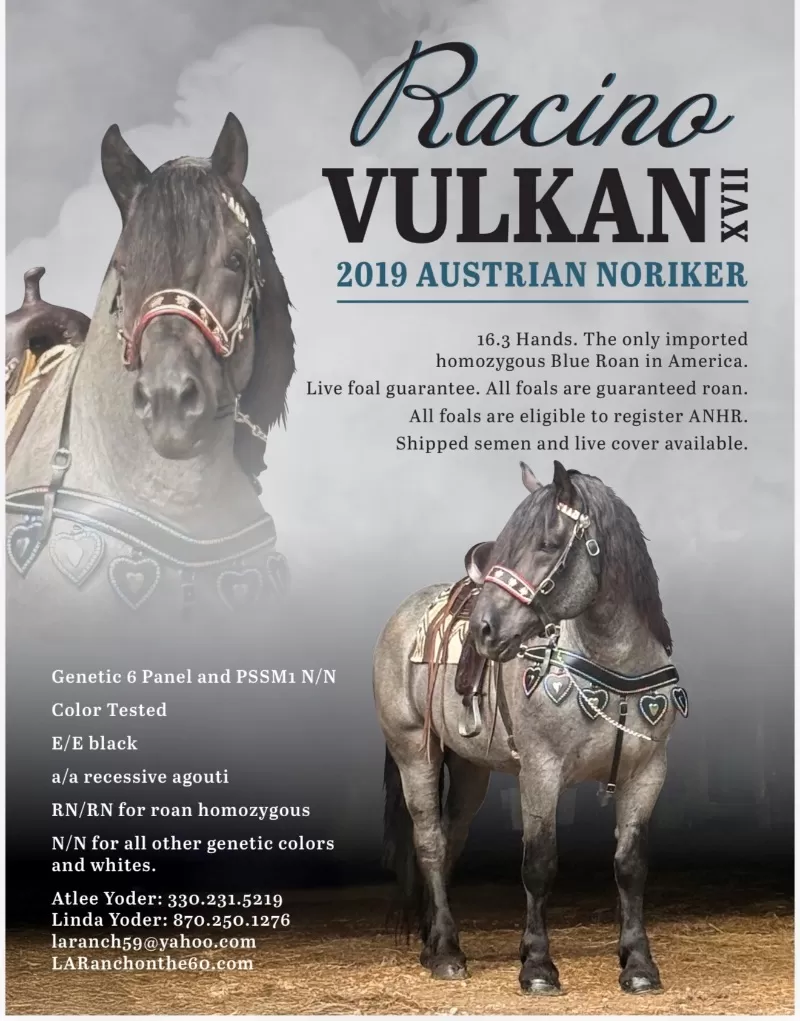 Racinos Jana Purebred Noriker Filly