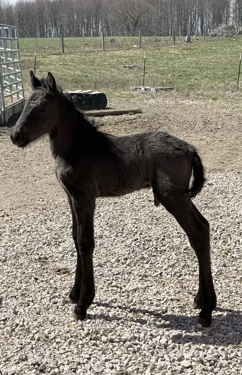 Foal Name: Racinos Herman