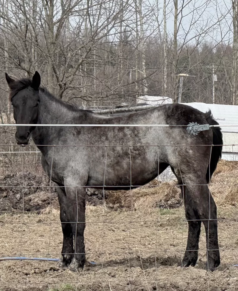 Foal Name: Racinos Vanna Purebred Noriker filly