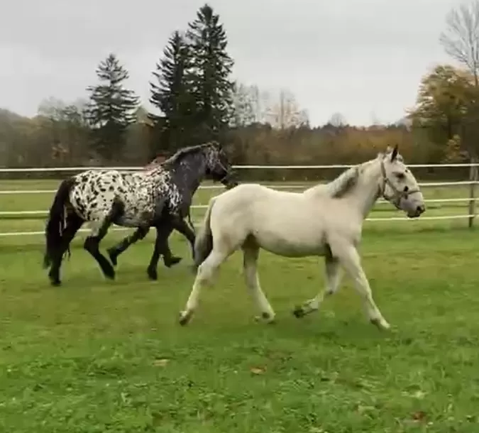 Leo Vulkan XIX Purebred Noriker Colt