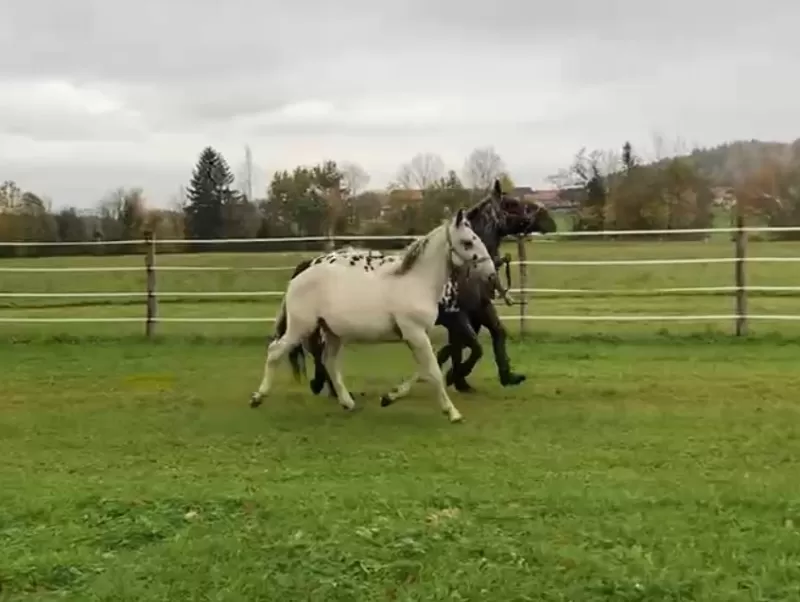 Leo Vulkan XIX Purebred Noriker Colt