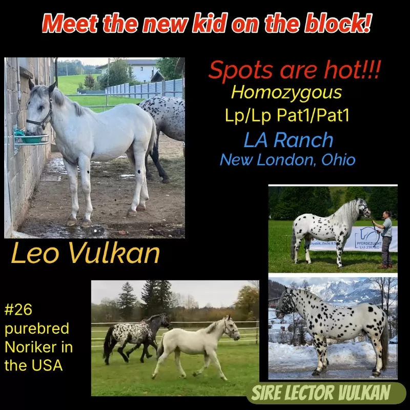 Leo Vulkan XIX Purebred Noriker Colt