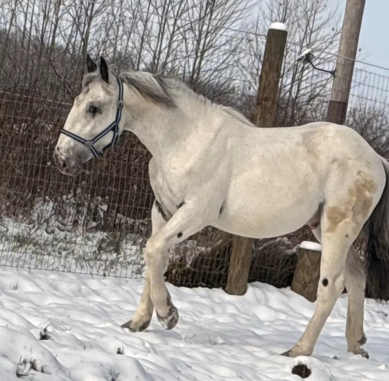 Leo Vulkan XIX Purebred Noriker Colt