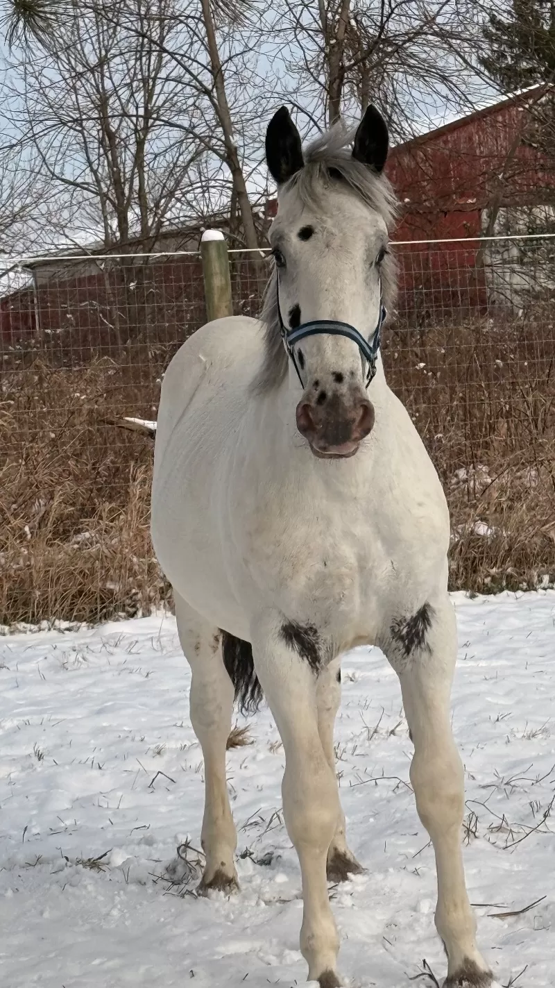 Leo Vulkan XIX Purebred Noriker Colt